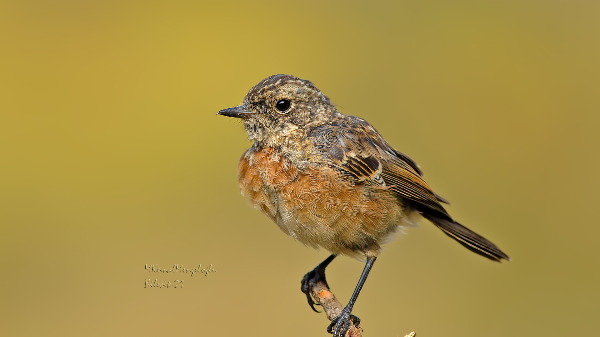 European Stonechat